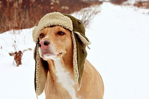 Page 2 Winter is Coming... General Concerns Winter's cold air brings many concerns for responsible dog owners.