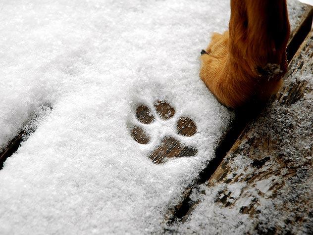 Your dog is just as likely to get dehydrated in the winter as in the summer. Snow is not a satisfactory substitute for water. Frostbite is your dog's winter hazard.