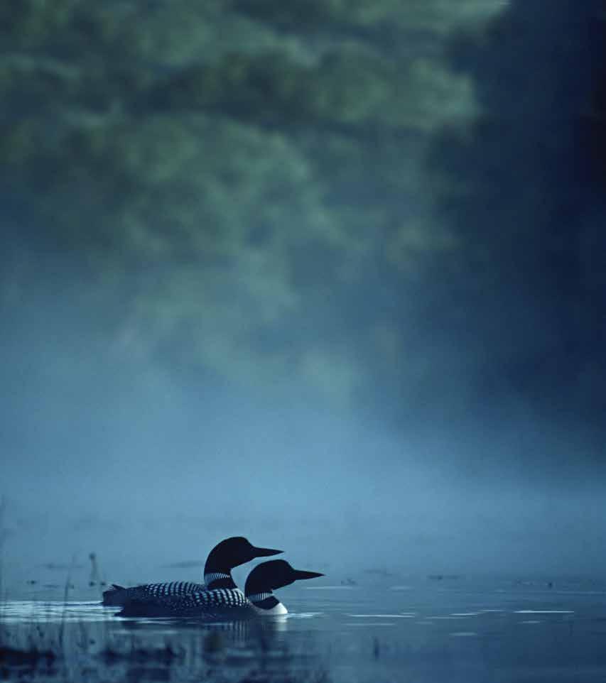 That night it was still, and in the moonlight the loons began as I had heard them before, first the wild, excited calling of a group of birds, dashing across the water, then the answers
