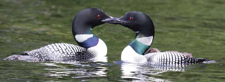 The loon s distinctive black and white breeding plumage helps camouflage the loon on the water. The ruby red eye is thought to attract mates, and may aid in underwater vision.