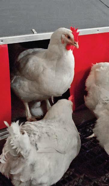 Collect top quality hatching eggs Grando nest Sri Lanka More than 30 years of experience have enabled Vencomatics poultry