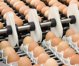 The PSPC machines have a capacity of up to 22,000 eggs per hour depending on the type of setter tray.