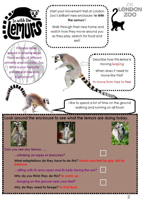 Page 2- Lemurs The movement trail should start at London Zoo s brand new(for 2015) enclosure In with the Lemurs.