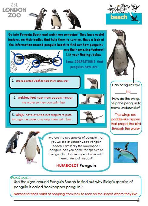 Page 3-Penguins Penguin Beach is the next stop of the trail. Pupils will be able to see two species of penguin demonstrating a range of behaviours.