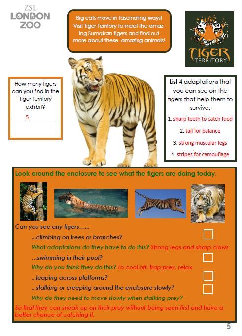 Page 5- Tigers In Tiger Territory, pupils will have the opportunity to observe how big cats move.
