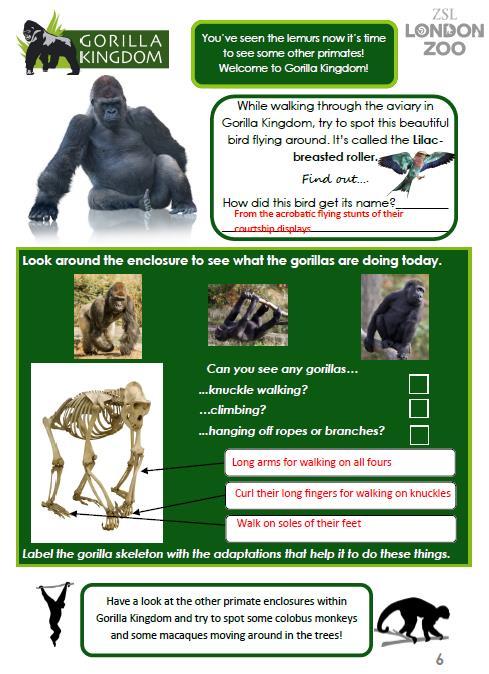 Page 6- Gorillas Gorilla Kingdom provides an opportunity to observe different types of primates (and also birds within the walk-through aviary at the entrance of the exhibit) and compare their