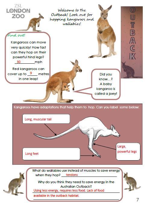 Page 7- Kangaroos The Outback enclosure showcases the kangaroos and wallabies hopping and provides an opportunity for pupils to find out