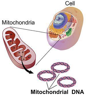 There are hundreds of mitochondria in a typical cell, every one containing a unique pattern of DNA. DNA damage is a biomarker of cancer and other diseases.
