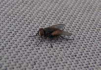 food, or countertops. House flies regurgitate onto food to liquefy it before eating and they can further contaminate items by defecating upon surfaces.