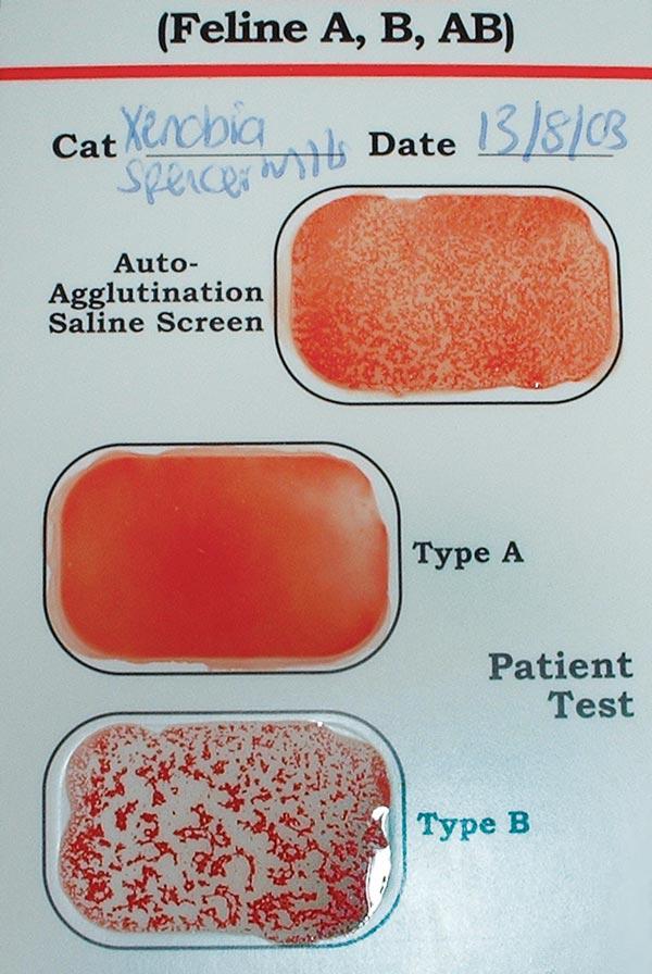 suitable for immediate support in a collapsed cat, and alternative fluid therapy support is likely to be required initially. Feline blood types Figure 1.