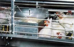 Legislation mainly resource based Welfare assessment E.g.: EU Council Directive 1999/74/EC Enriched cages From 1 January 2002: - 750 cm 2 /hen (600 plus) - nest - litter - 15 cm perch per hen - 12 cm