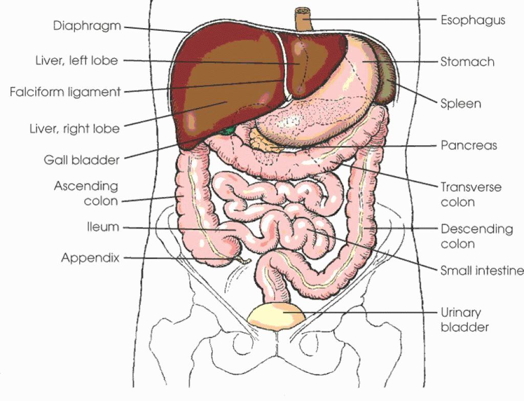 Intra-abdominal infection (IAI) Infection of any of the organs or organ spaces in the abdominal