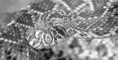 ). Diamondbacks get their name from the diamond-shaped pattern on their skin. Smaller rattlesnakes include the banded rock and pygmy rattlers.