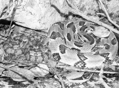 However, they tend to stay close to their mothers for about ten days until they shed their baby skin and begin to hunt. Baby rattlers may outgrow and shed their skins 3 to 4 times each year.
