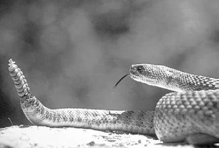 Can you imagine how loud an old buzztail with a rattle that big would be? A rattler warns other animals to keep away. a rattler s RATTLE The rattle makes rattlesnakes different from all other snakes.