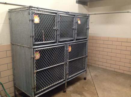 Puppies in elevated cages have been known to step out of cages and fall to the floor and
