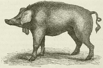 IRISH LANDRACE PIGS Old Irish hog extinct Graded up to