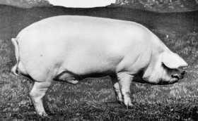Ulster White pig (extinct) Cross on Old Irish hog with