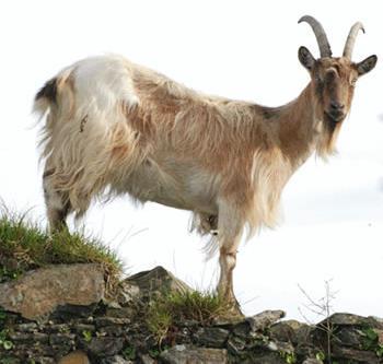 Irish Feral goat (Composite) Breed in the making Emerging types Combination of Old