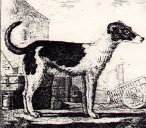 About 1697 Joseph Ray described the Irish greyhound thus: The greatest dog I have yet seen, surpassing in size even the