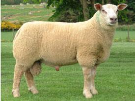 THE ISSUE OF IRISH SHEEP BREEDS 1) DOES MADE IN IRELAND COUNT?