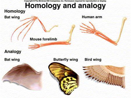 CLADISTICS Student Packet SUMMARY PHYLOGENETIC TREES AND CLADOGRAMS ARE MODELS OF EVOLUTIONARY HISTORY THAT CAN BE TESTED Phylogeny is the history of descent of organisms from their common ancestor.