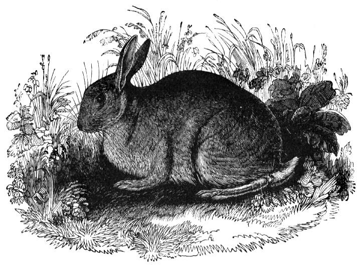 The Great Big Treasury of Beatrix Potter The Tale of Peter Rabbit Once upon a time there were four little Rabbits, and their names were Flopsy, Mopsy, Cotton-tail, and Peter.