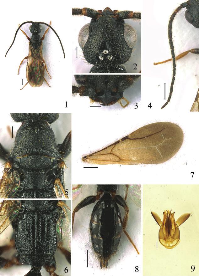 Six new species of Holepyris from Korea lateral view; DAO, diameter of anterior ocellus; WOT, width of ocellar triangle; POL, posterior ocellar line; AOL, antero-posterior ocellar line; OOL,