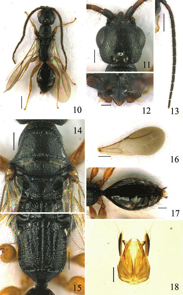 Six new species of Holepyris from Korea outer half oblique with concave lateral margin (Fig. 12); first five antennal segments in ratio of 1.5:1.0:1.2:1.3:1.