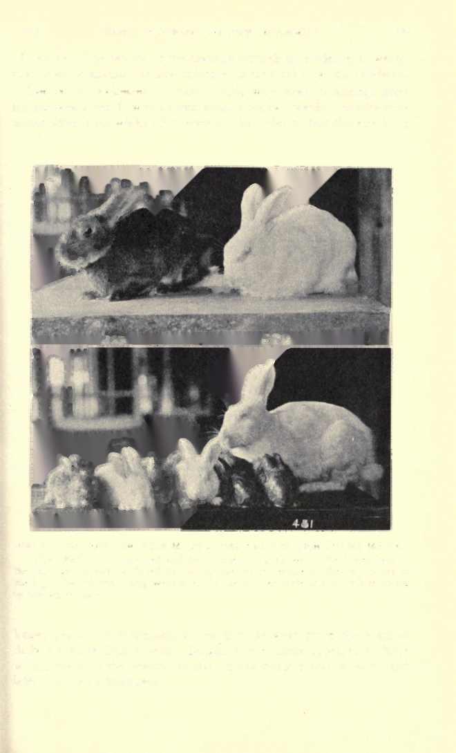 1935] EFFECT OF FOWLER'S SOLUTION ON ANIMALS 189 of service.