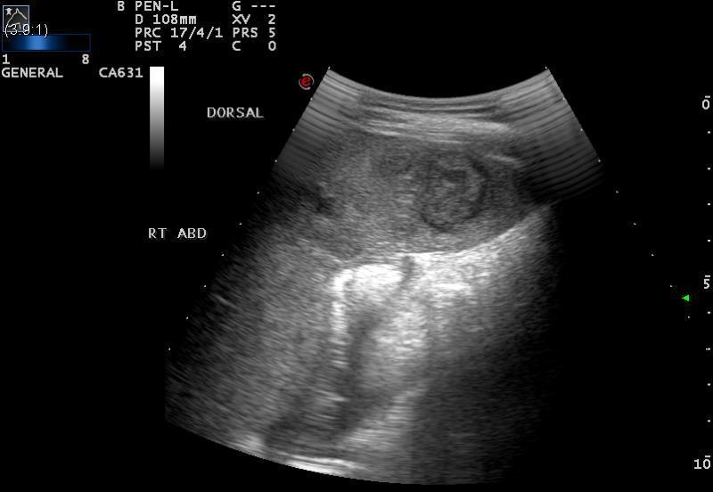 available modality to monitor horses in which there is no clinicopathologic evidence of organ disease. Ultrasound image of hepatic abscess due to Corynebacterium pseudotuberculosis infection.