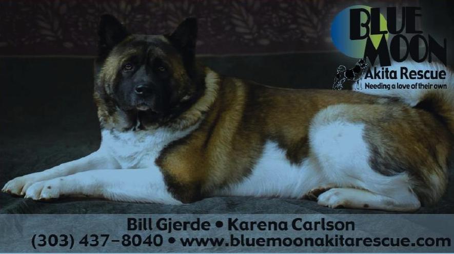 BLUE MOON AKITA RESCUE APPLICATION & CONTRACT TO ADOPT www.bluemoonakitarescue.com INSTRUCTIONS 1.