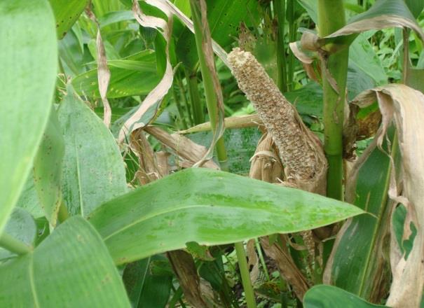 Attempt was made to understand about the time and nature of rodent attack on crops. Majority of farmers (65.4%) said the rodent attack occurred during the night only while 34.