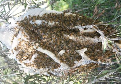 The nest Honey bees kept in modern hives are no more domesticated than those occupying nests in nature. In both cases, honey bees live in a nest of comb constructed by workers.