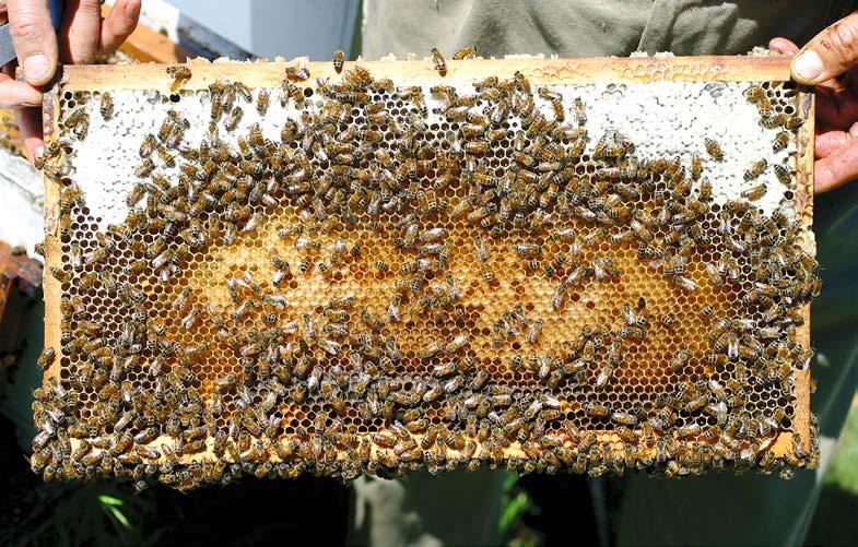Castes of the colony A colony of honey bees in the active season (September to March), consists of a queen, several hundred to several thousand drones, many thousands of workers, and brood (eggs,