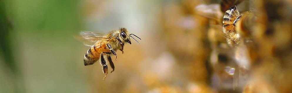 Worker bees At the peak of the season, the colony may consist of anywhere from 30,000 to 80,000 worker bees.