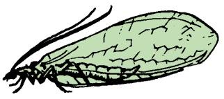 Neurptera (lacewing) (1b) 8a. Piercing-sucking, jinted beak-like muthparts. g t 9 8b. Chewing muthparts. g t 10 8c.