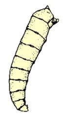 Slug like; fliage feeding. Hymenptera (typical f sme sawfly larva) 13d. Maggt-like; larva fund in nests.