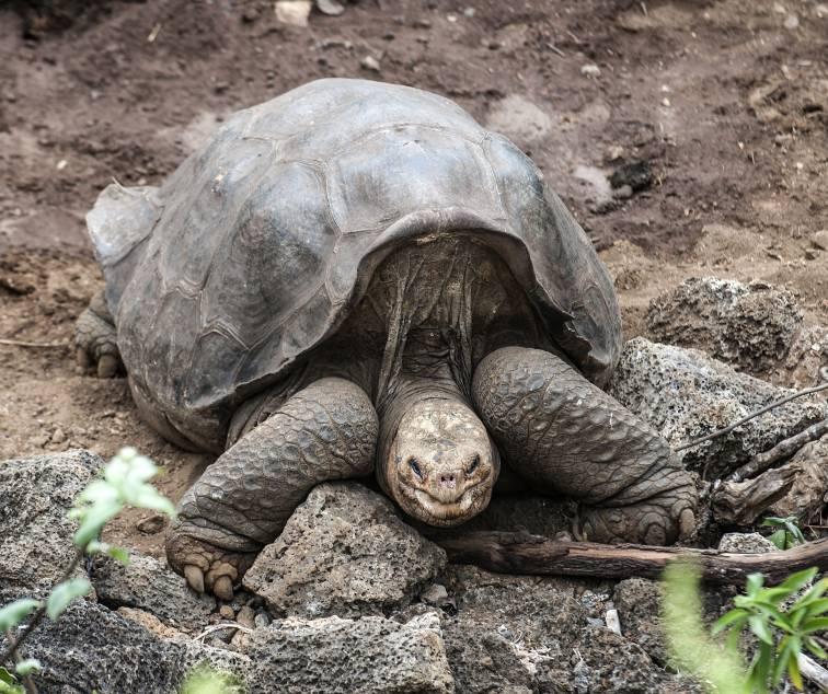 Lonesome George: RIP On 24th June 2012, an animal that had been described as the rarest animal on Earth passed away.