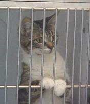 Cats Impounded 2010 869 impounded 55% (479) returned to owner.