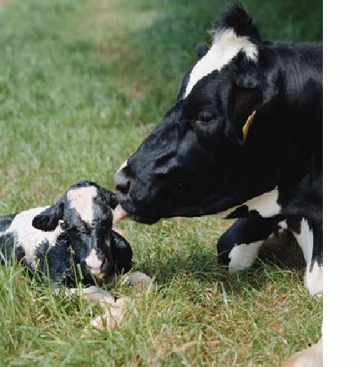 Calving Period - Springer Mob Aim to retain teat plug Avoid excessive bagging up Watch feeding levels Good transition feeding Milk out leakers to remove pressure prior to calving, (run with colostrum