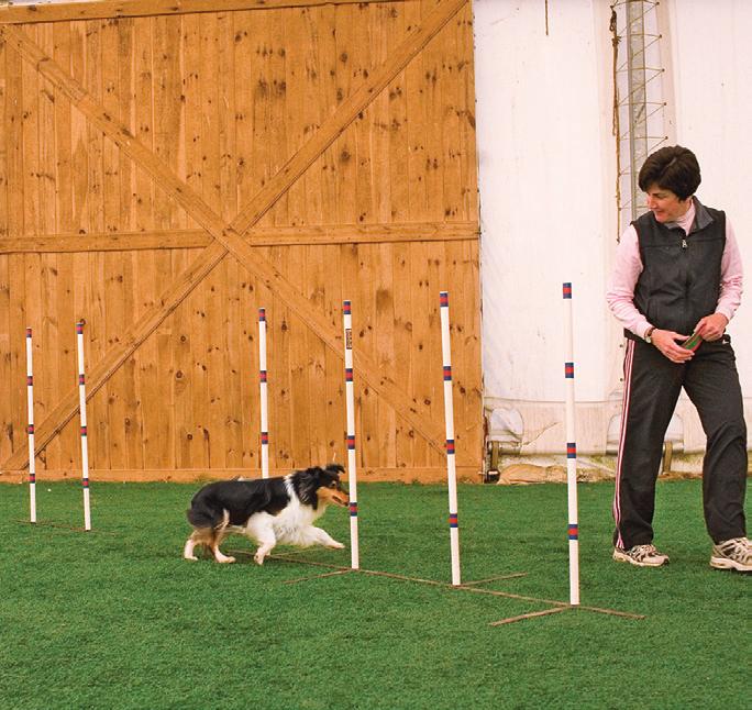 If you build it... they can run! SEP : Adding wo More Once your dog can weave the line of four poles and can hit all the entries around the clock, you are ready to add another set of two poles.