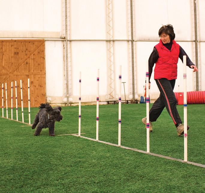 - At the end of this stage of training, your dog can now weave a set of six poles, hitting any entry while you are in different locations.