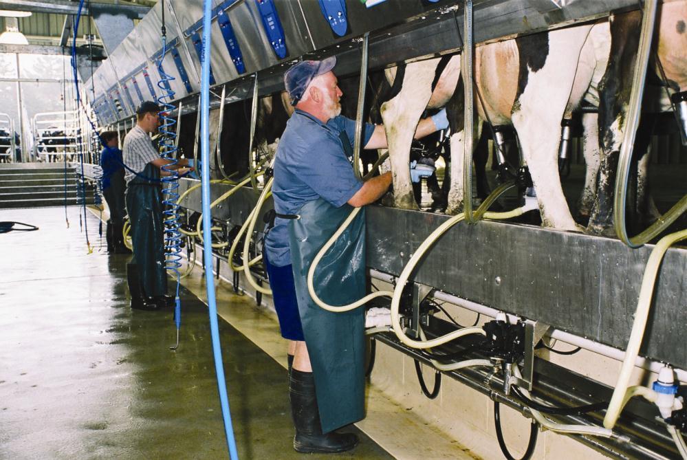 DAIRY PRUDENT USE GUIDELINES DAIRY FARMERS Responsible for health and welfare of livestock Reduced need for use of antimicrobial
