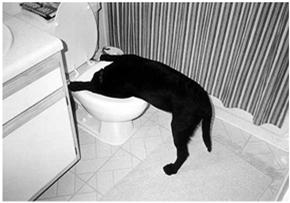 Pets: Vectors for Transmission of Antibiotic Resistant Organisms in the Home Setting Presence of domestic pets in the home: Dogs Cats 37 Hand Hygiene: Preventing the Spread of Antibiotic Resistant
