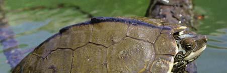 ouachitensis) Pearl River map turtle