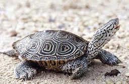 Diamondback terrapin (Malaclemys terrapin) Distribution The diamondback terrapin is native to the United States and is found along the Atlantic Coast of the eastern