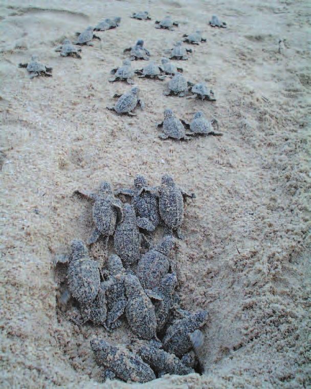 in brief International recognition The leatherback (Dermochelys coriacea) and hawksbill (Eretmochelys imbricata) conservation project at Chiriquí Beach has