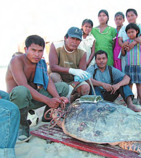 Turtle monitoring conveys community benefits Leatherbacks and hawksbill monitoring provides reliable and useful information for the conservation of these species.