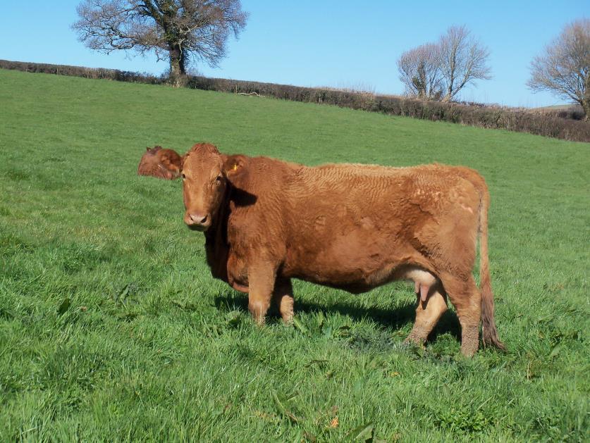 13 SOUTH DEVON COW UK 364323 400047 DOB: 10/05/2008 BITTLEFORD PATRICK from June to December 2013 (Pd in calf).